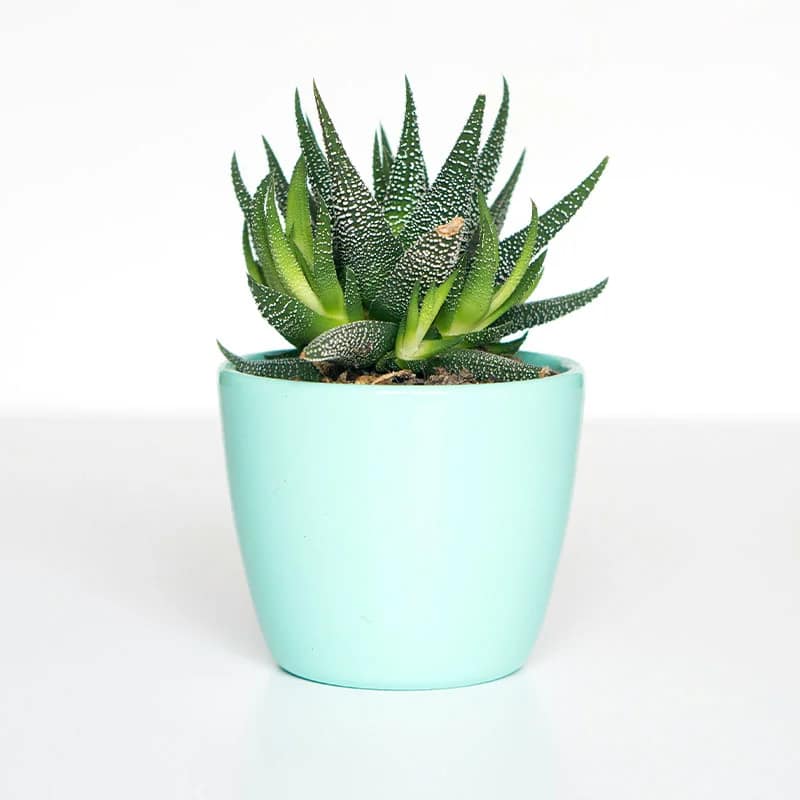 product-10
